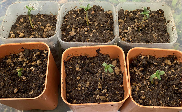 Проращивание семян Голоса