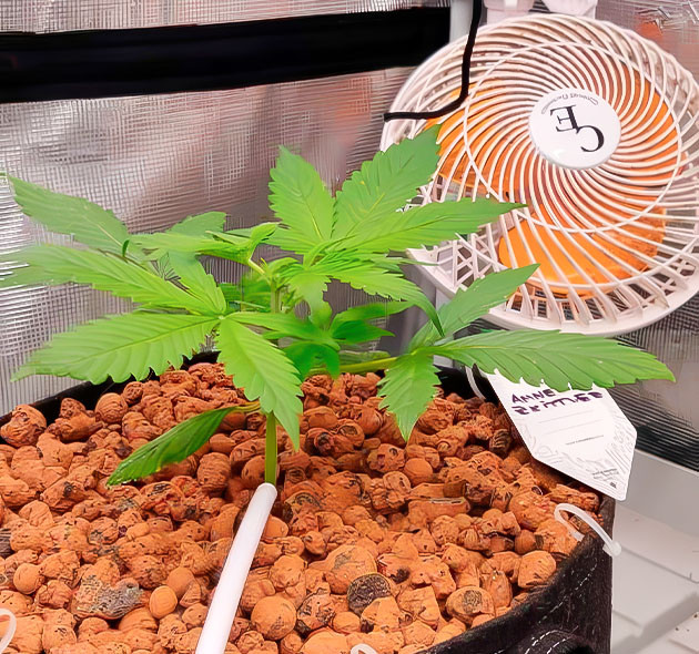 Лидер роста в гроубоксе Amnesia Zkittlez Auto