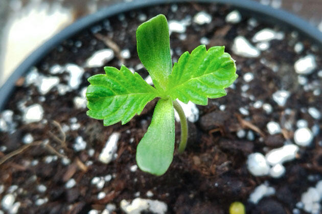 Росток сорта La Bomba