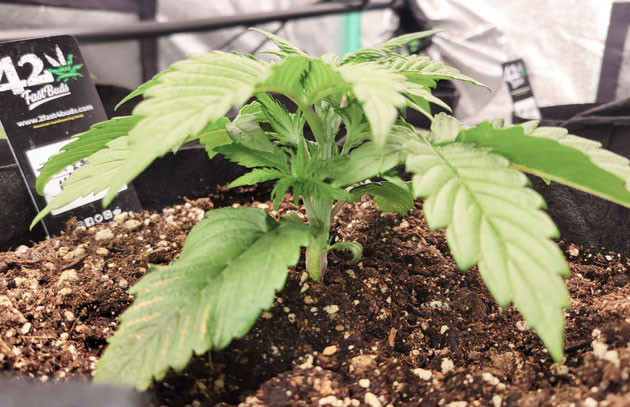 Ztrawberriez Auto дневник по выращиванию