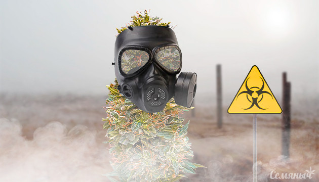 Заражение конопли альтернарией