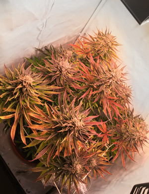 Остановка подкормки и промывка куста Промывка куста с 12 недели