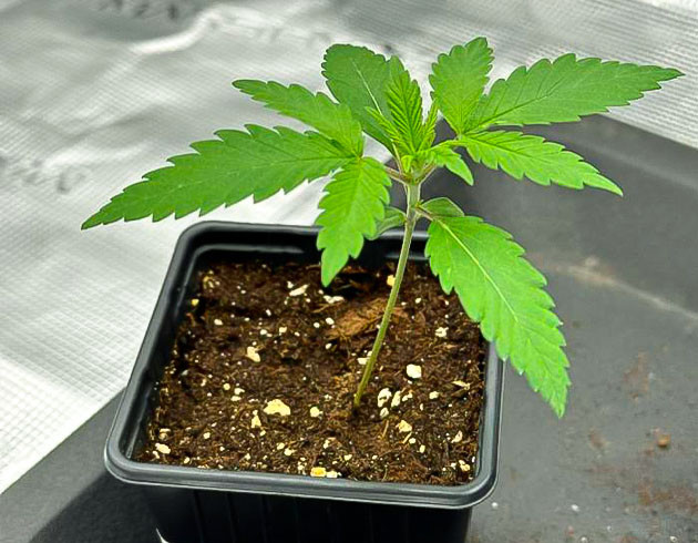 Росток Biscotti Mintz от Barney's Farm на 1 неделе