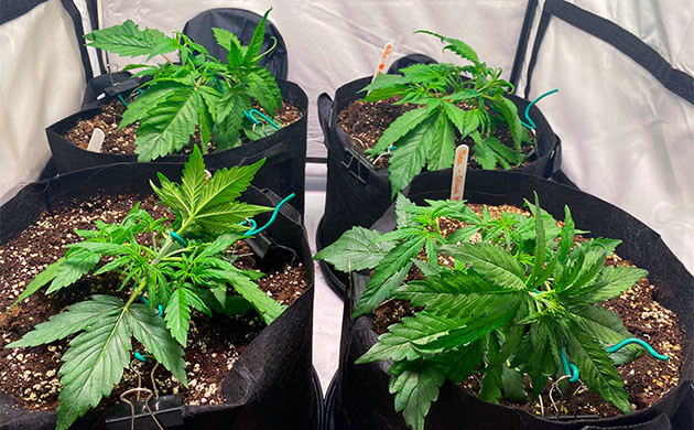 Растягивание ветвей конопли