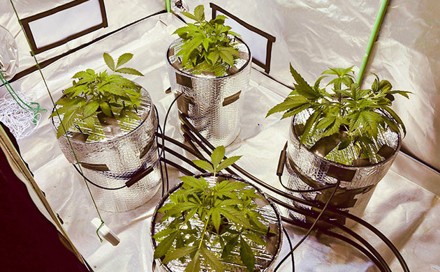 LST-растяжка кустов конопли Кусты на 4 неделе выращивания