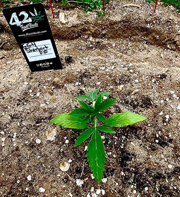 Здоровая конопля с мелкими следами вредителей