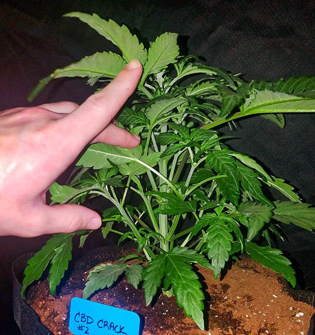 Второй куст без применения топпинга Куст высотой 33 см