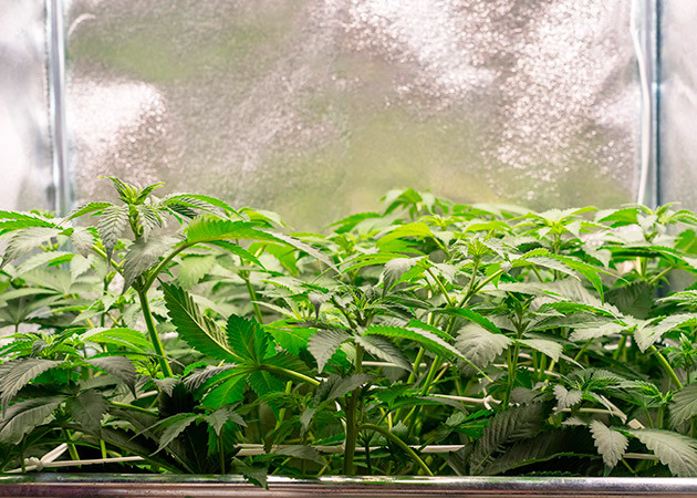 Метод ScrOG в начале цветения Установка сетки скрог