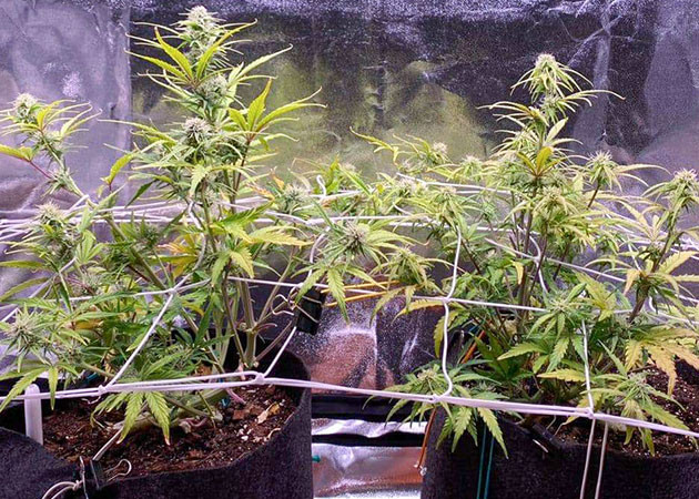 Возвращение проблем с питанием Wedding Cake Auto