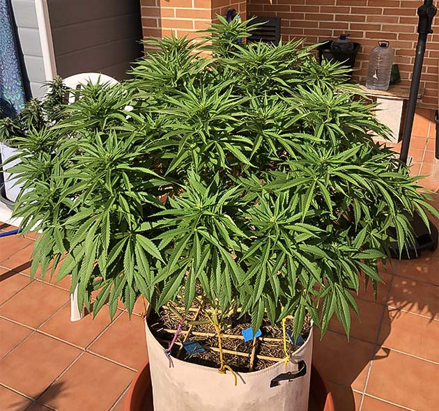 Обработка куста Sensi Star маслом нима