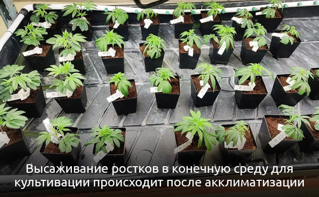 Процесс акклиматизации