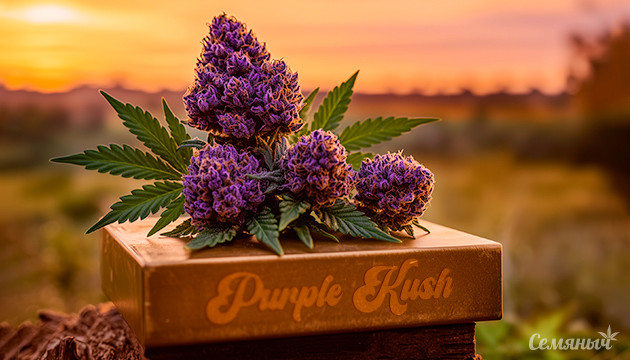 Эффекты и вкус Purple Kush Purple Kush: канна-легенда среди индик