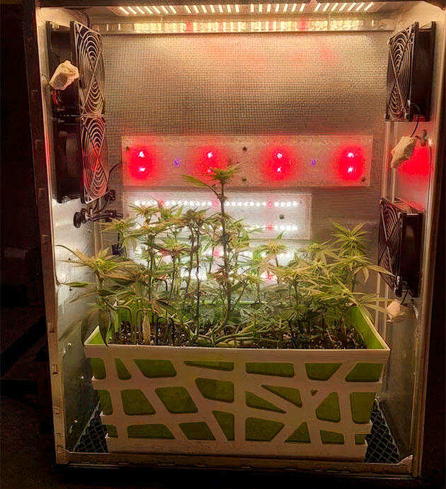 Куст конопли после удаления лишних листьев и полива