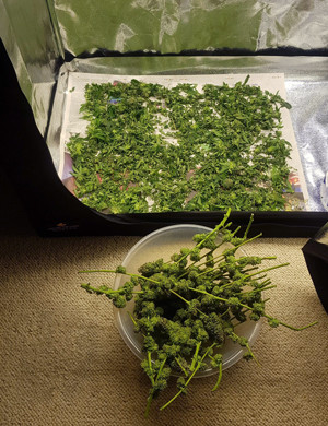 Сбор урожая Обрезка куста