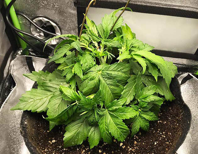 Растяжка ветвей методом LST