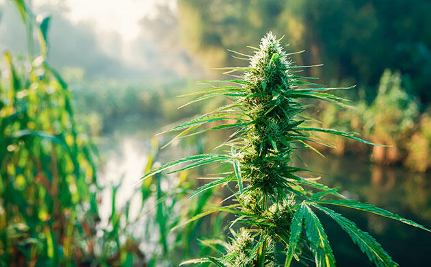 Посадки каннабиса в естественной экосистеме у воды