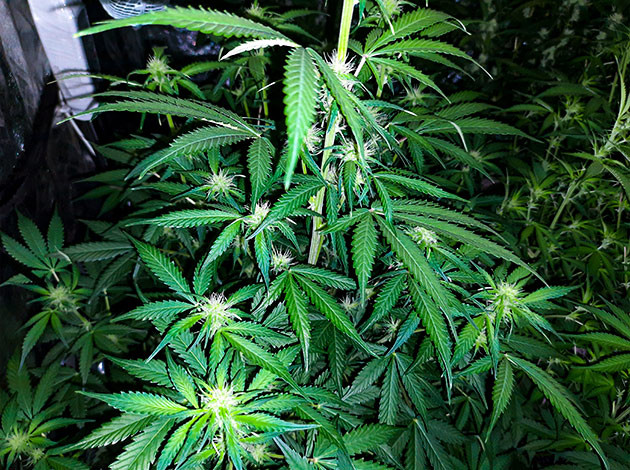 Кусты на 7 неделе выращивания Куст Tashkenti Auto на 7 неделе выращивания