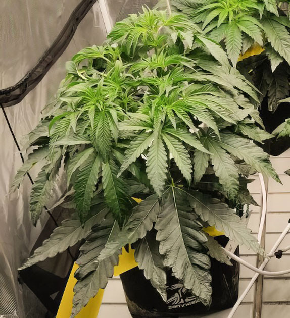 Подготовка к цветению: снижение удобрений Окончание веги и начало цветения