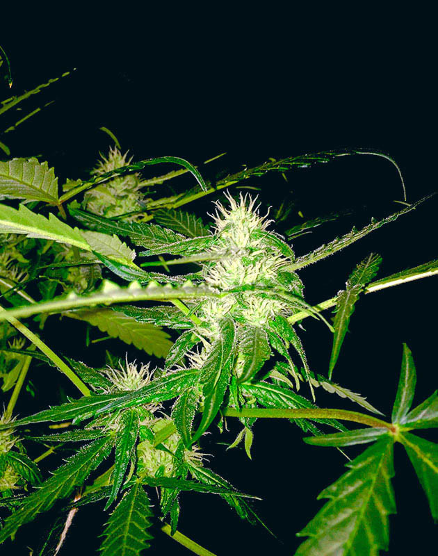 Подготовка куста Zkittlez Auto к цветению