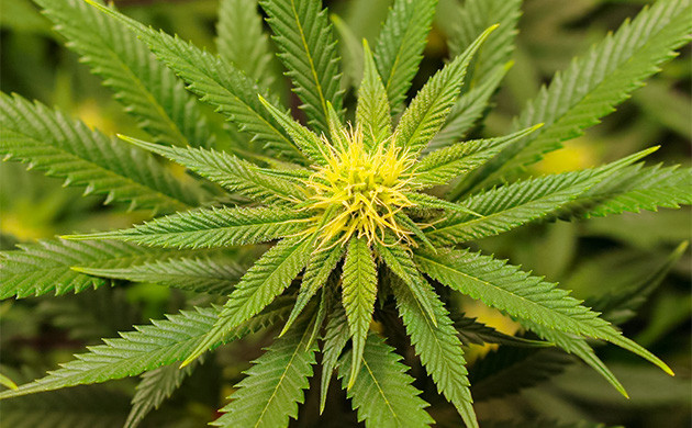 Гроурепорт сорта Sugar Bomb Punch