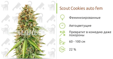 Scout Cookies auto от Семяныч