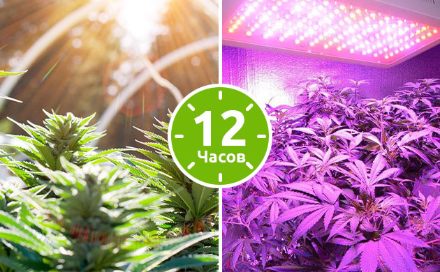 12 часов прямого света при выращивании конопли Солнечный цвет и лампы для выращивания