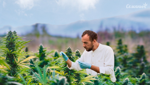 Как добиться вкусного урожая?