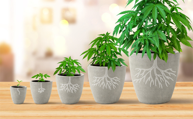 Развитие корневой системы