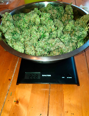 228 грамм шишек на весах