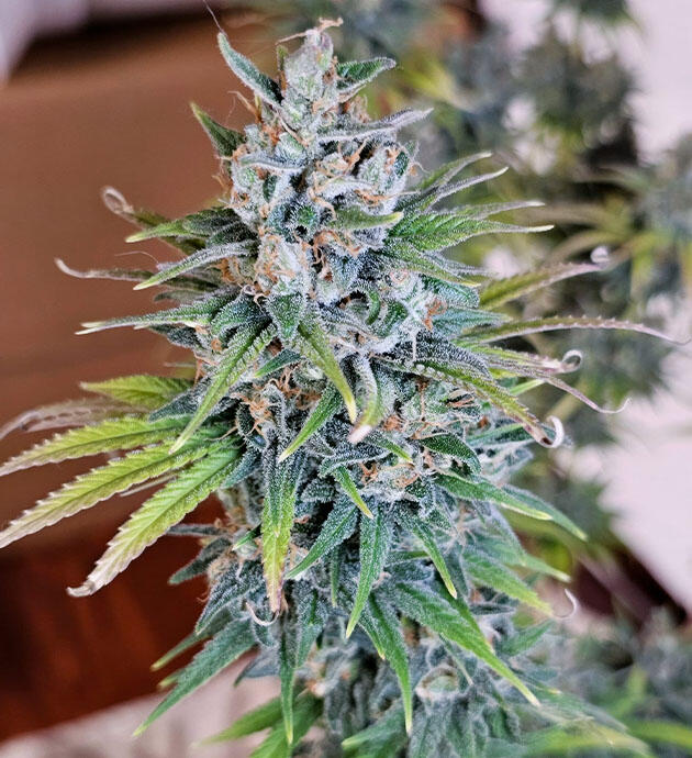 Куст Apple Betty на 15 неделе выращивания