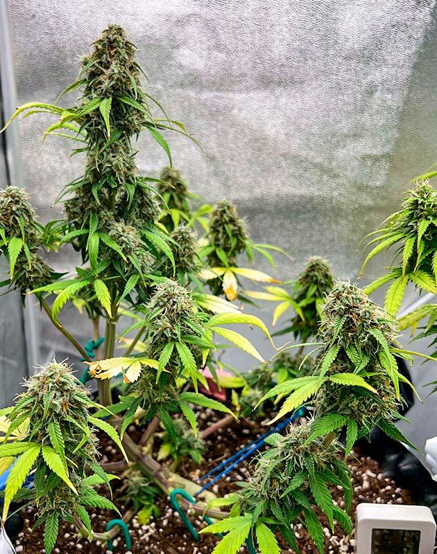 Харвест сорта Whiskey Zulu Auto