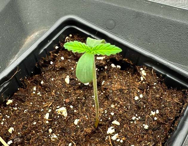 Проращивание сорта Biscotti Mintz от Barney's Farm