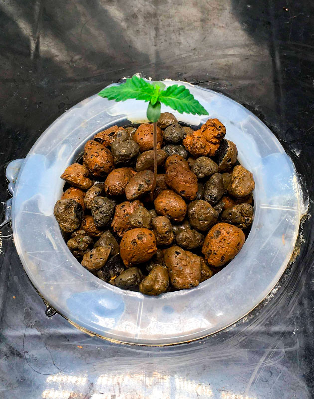 Процесс выращивания семечки и переход к следующей стадии Фаза проращивания семечки и пересадка саженца