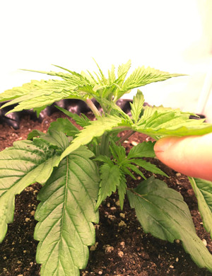 Начало использования удобрений на 3 неделе выращивания Куст ростом 12 см на 3 неделе