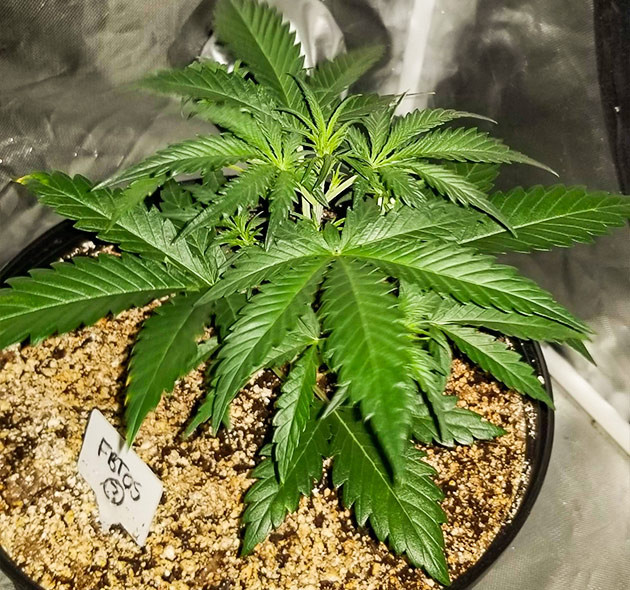 Активный набор зеленой массы на третьей неделе Стремительное развитие новых побегов