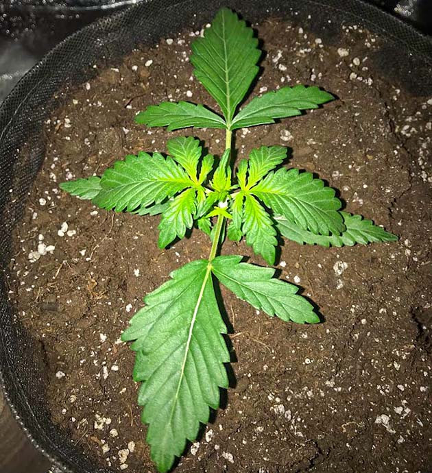 Формирование третьей пары листьев