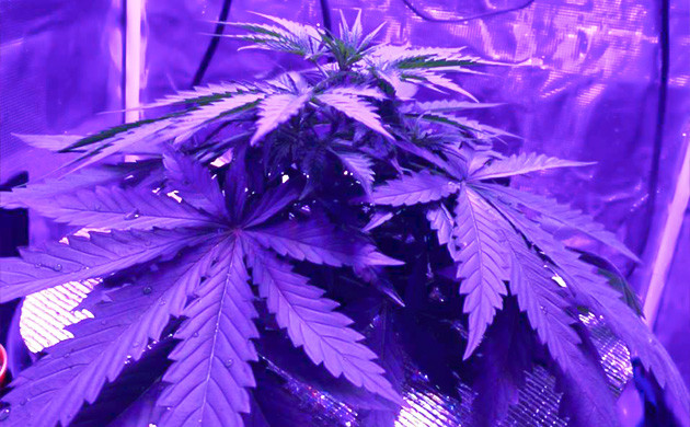 Куст ростом 19 см