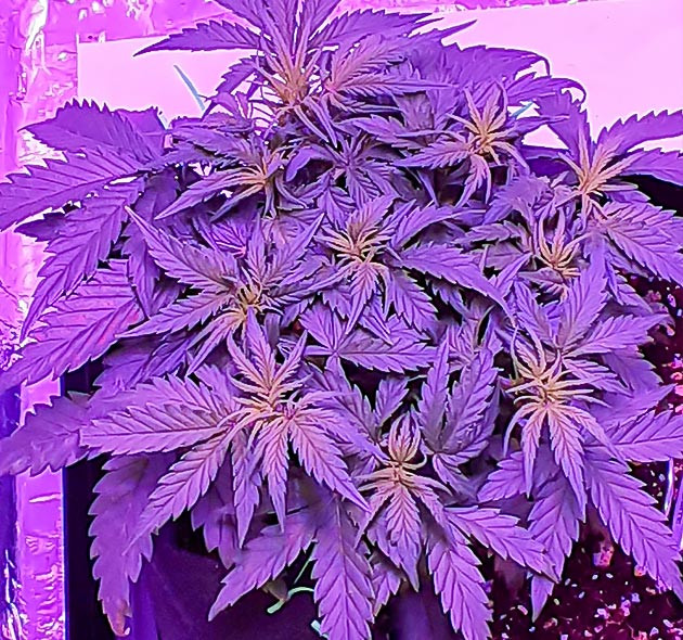 Стадия предцвета конопли Появление точек роста шишек