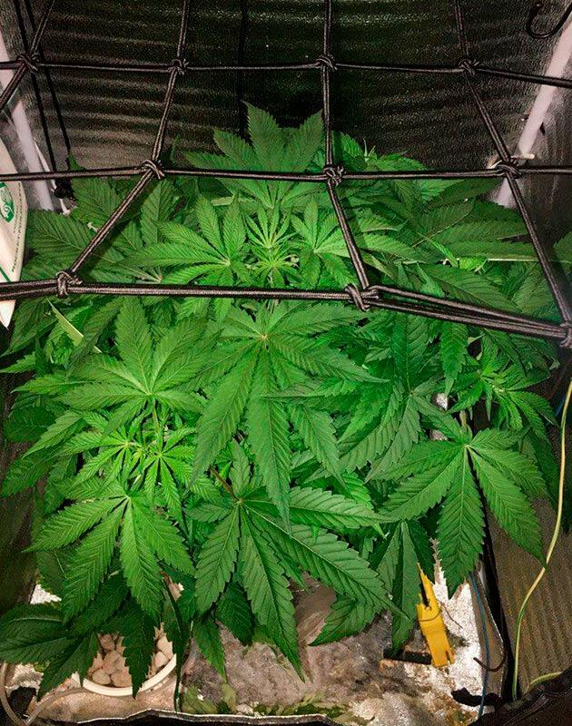 Куст каннабисам ростом 50 см