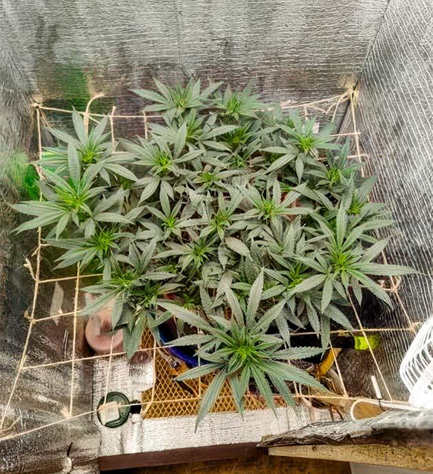 Куст Astral от сидбанка Семяныч на 11 неделе развития