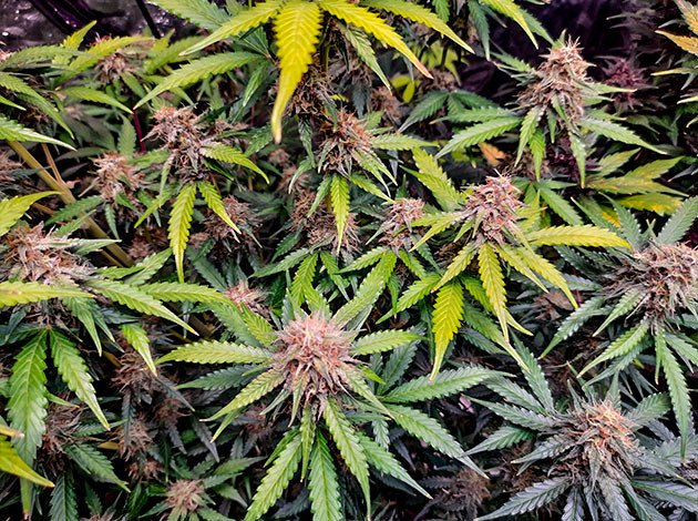 Куст на 10 неделе выращивания Куст Tashkenti Auto на 10 неделе выращивания