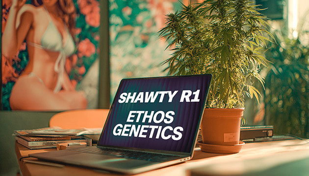 Гроурепорт сорта Shawty R1 от Ethos Genetics