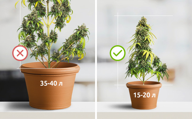Контроль роста сативы при помощи размера горшка Выбор 15-20 литровых горшков для сативы