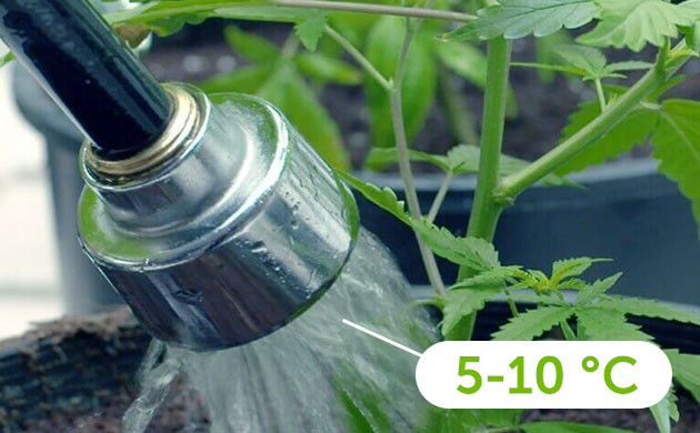 Холодный душ перед харвестом Полив конопли водой с температурой 5-10 °C