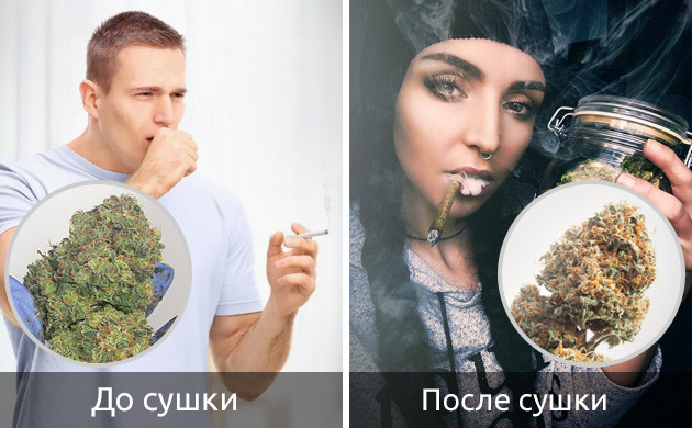 Марихуана после сушки не вызывает кашля Без сушки конопли будет болеть горло и кашель