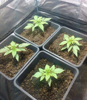 Набор зеленой массы сорта Black Jack Auto