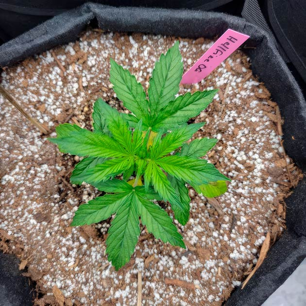 Рост конопли и удобрения Растишка Hellfire OG Auto от 7CH American на 2 неделе