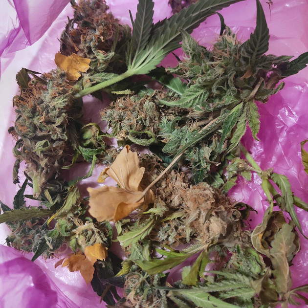 Заплесневелые соцветия и листья