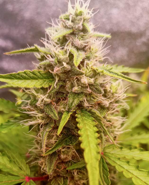 Дефолиация конопли Кусты Florida Sunrise Auto и Pink Rozay Auto на 8 неделе развития