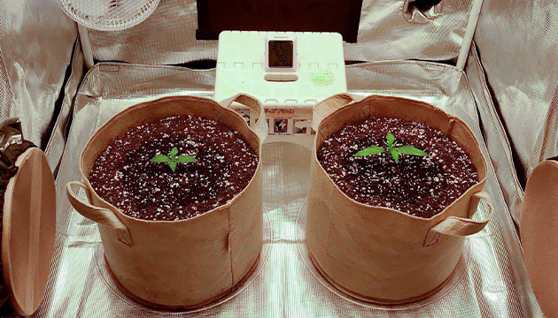 Первая неделя выращивания Разница роста растишек